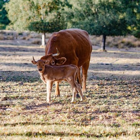 Montezinho A Lagosta Perdida المظهر الخارجي الصورة