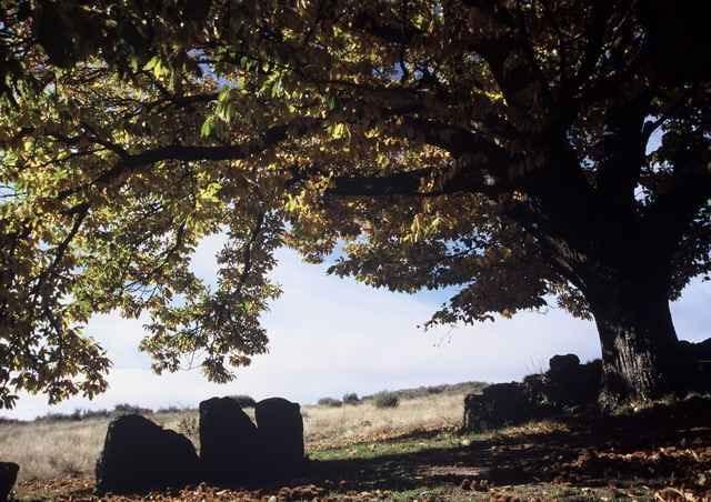 Montezinho A Lagosta Perdida المظهر الخارجي الصورة