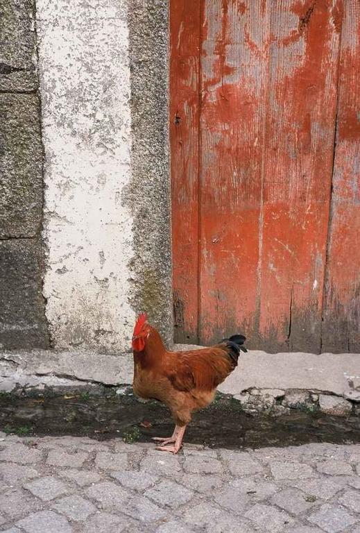 Montezinho A Lagosta Perdida المظهر الخارجي الصورة